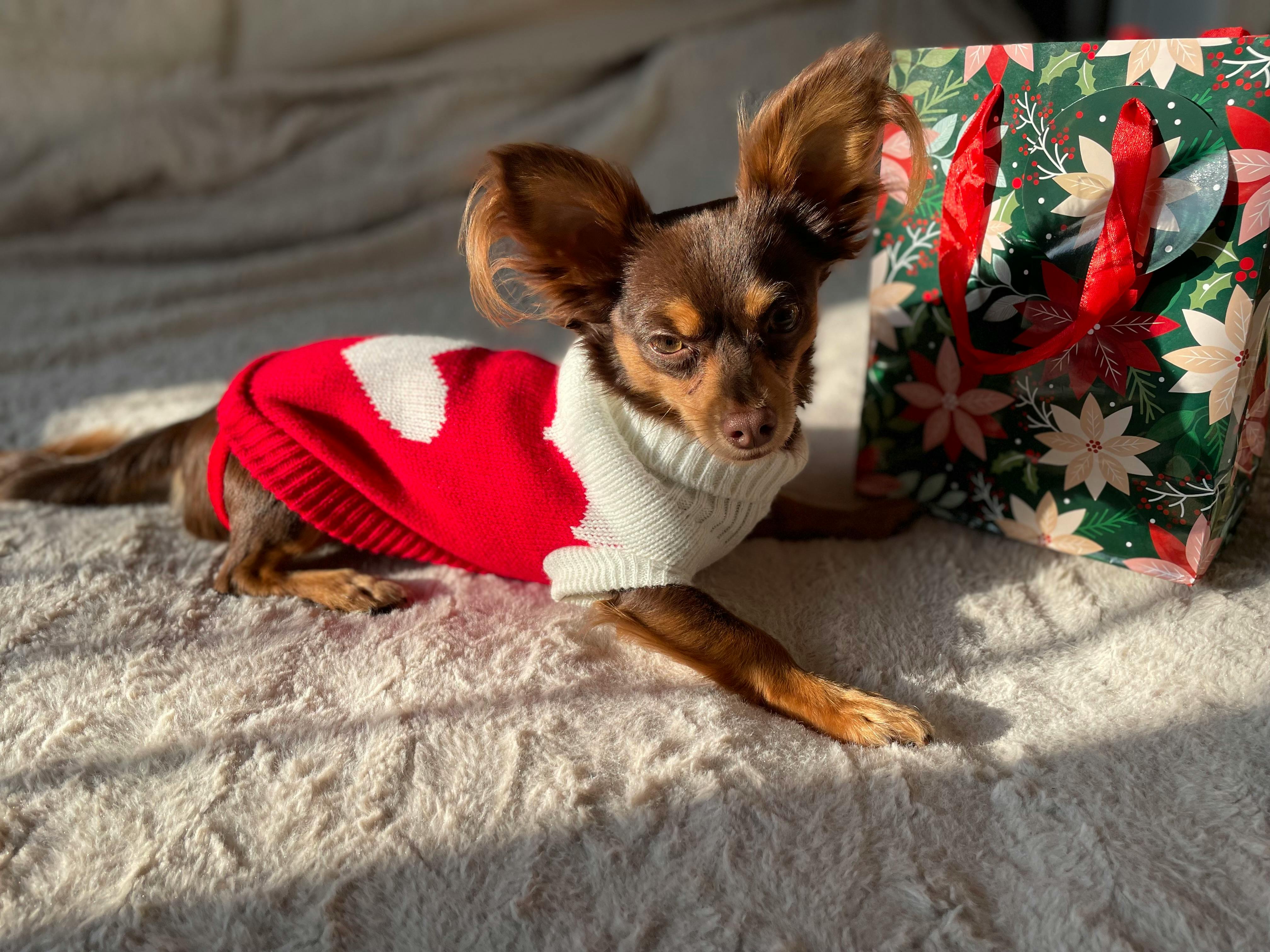 harley dog clothes