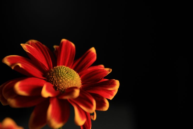 Close-up of a vibrant red chrysanthemum with yellow-tipped petals against a black backdrop. — Ayla Constantinidis Leme on Pexels