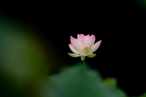 Free Single pink lotus flower isolated on dark background, symbolizing purity and peace. Stock Photo