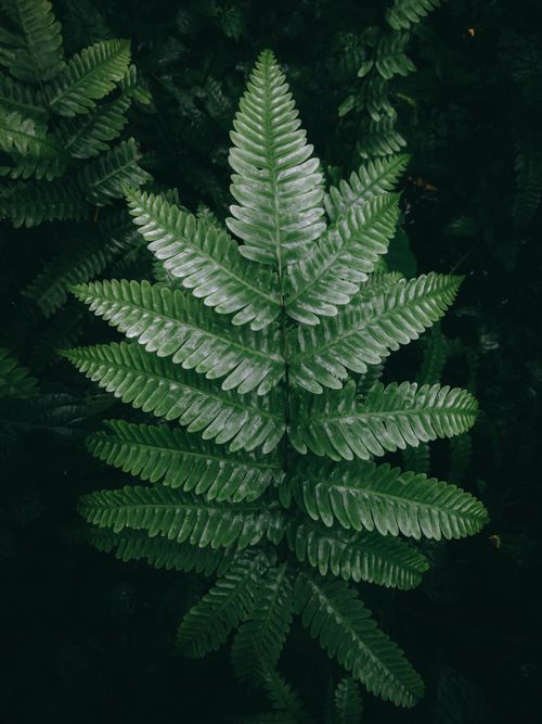 Free Close-up view of a vibrant green fern leaf in a serene and moody forest environment. Stock Photo