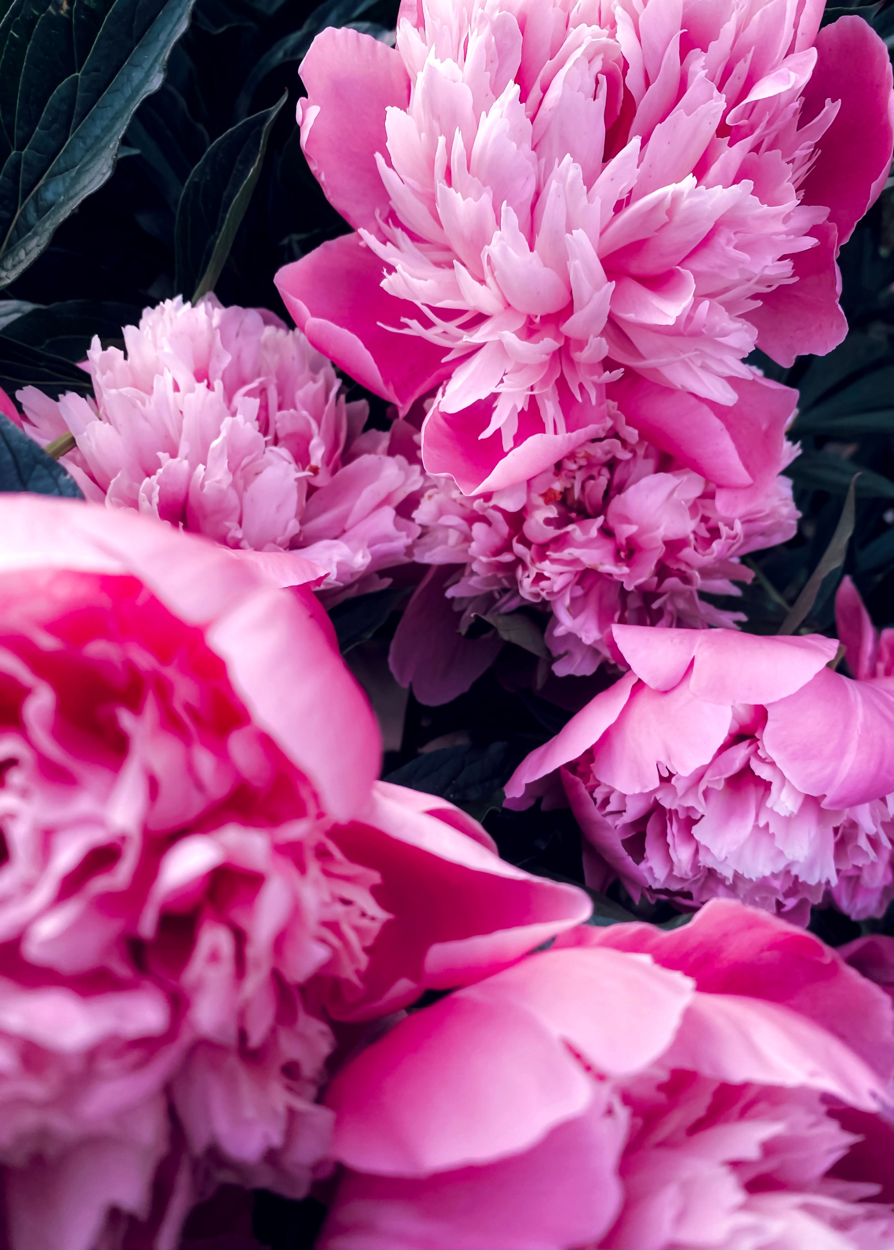 Vibrant Pink Peonies Close-Up in Full Bloom · Free Stock Photo