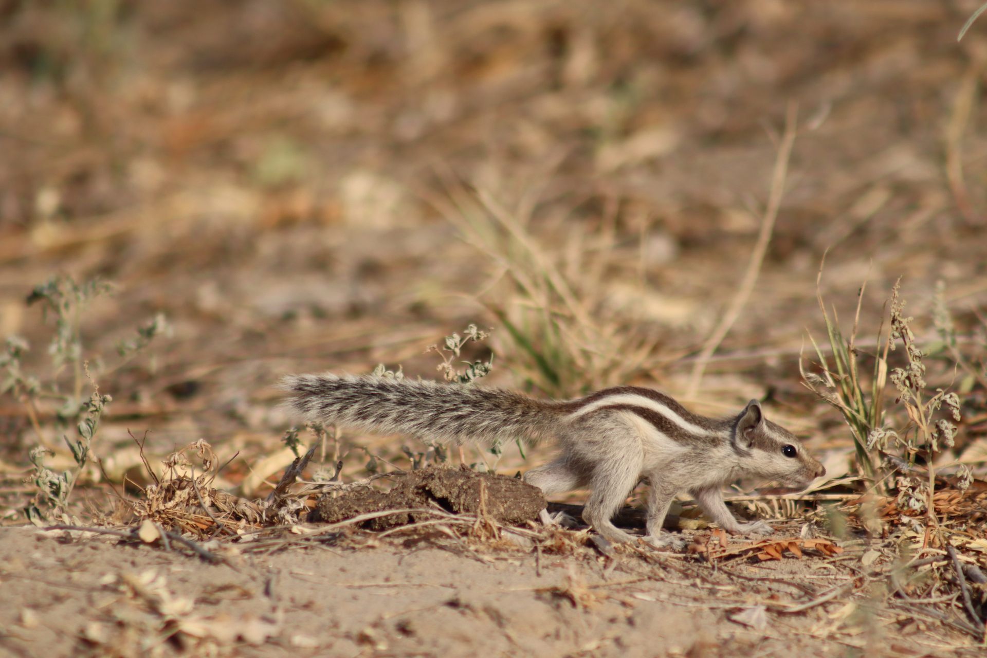 Indian palm squirrel walking on dry ground, showcasing its natural habitat on a sunny day.