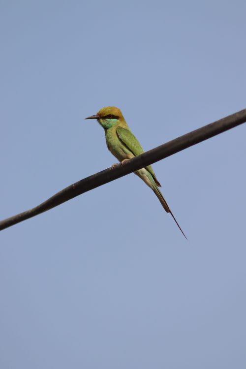 Free A vibrant green bee-eater bird perched on a wire under a clear blue sky. Stock Photo