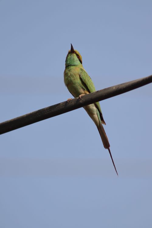Free Green Bee-Eater bird perches on a wire, its vibrant plumage contrasting against the clear blue sky. Stock Photo