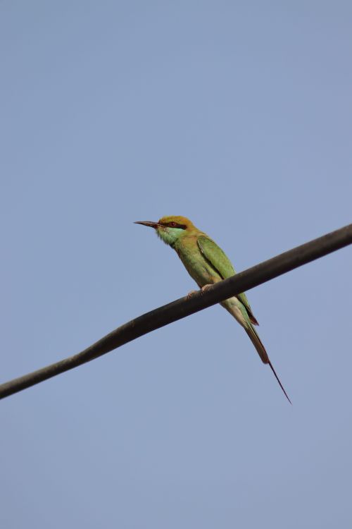 Free Green bee-eater resting on a wire against a clear blue sky backdrop. Stock Photo