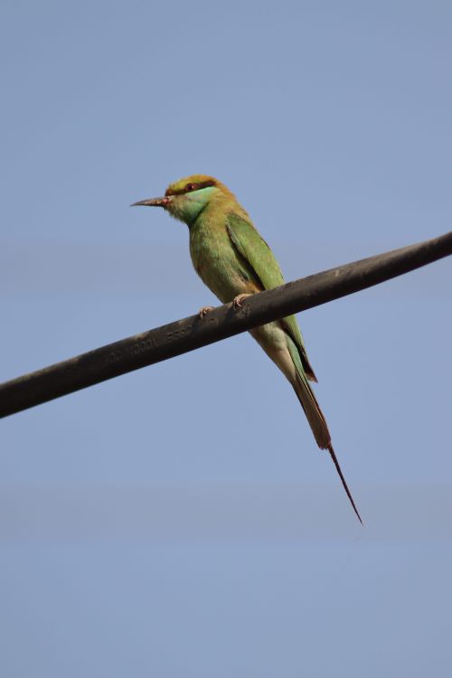 Free A vibrant green bee-eater stands perched on a wire with a clear blue sky background. Stock Photo