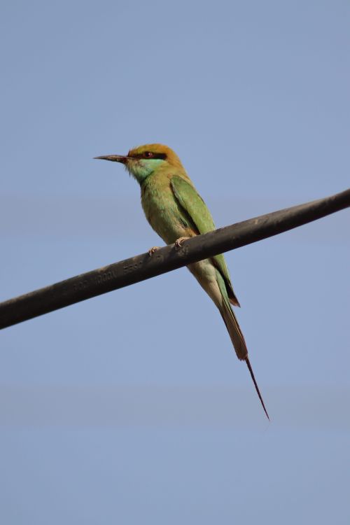 Free A striking green bee-eater bird resting on a wire against a clear blue sky. Stock Photo
