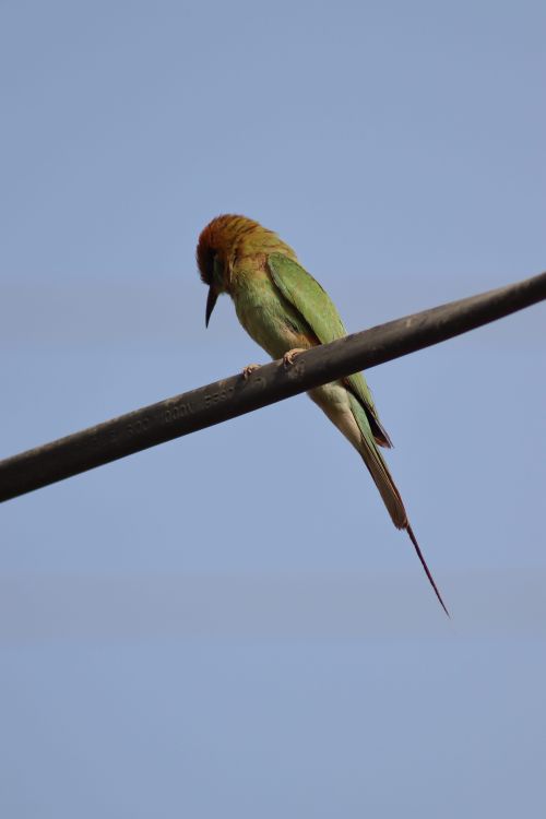 Free A vibrant green bee-eater bird sits perched on a wire, set against a clear blue sky. Stock Photo