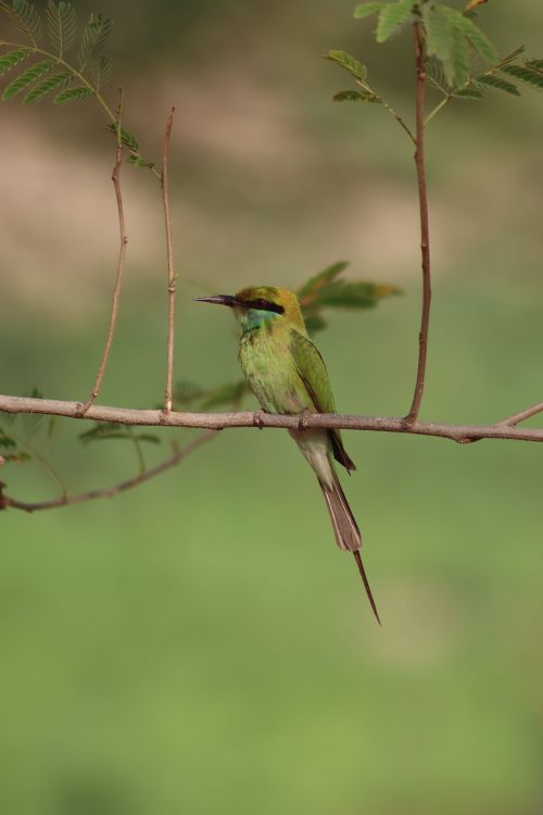 Free Vibrant green bee-eater bird resting on a branch in natural habitat. Stock Photo