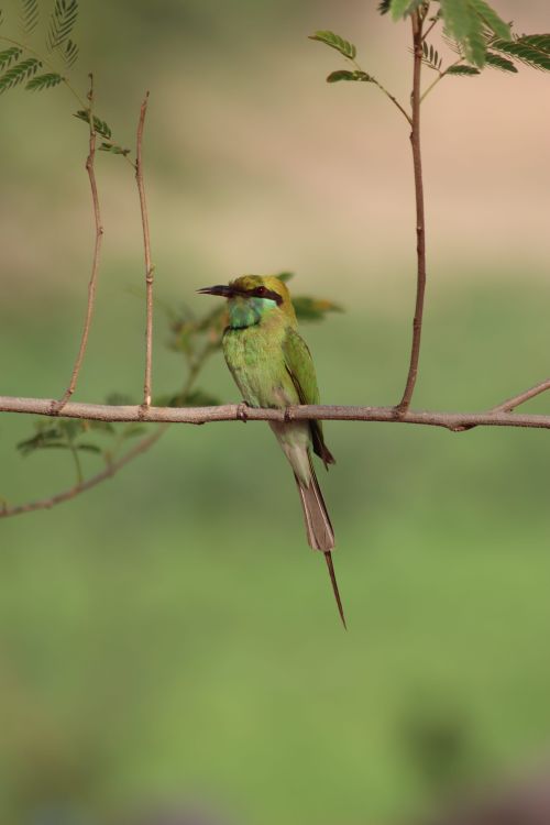 Free A stunning green bee-eater perched on a branch, showcasing its vibrant plumage. Stock Photo