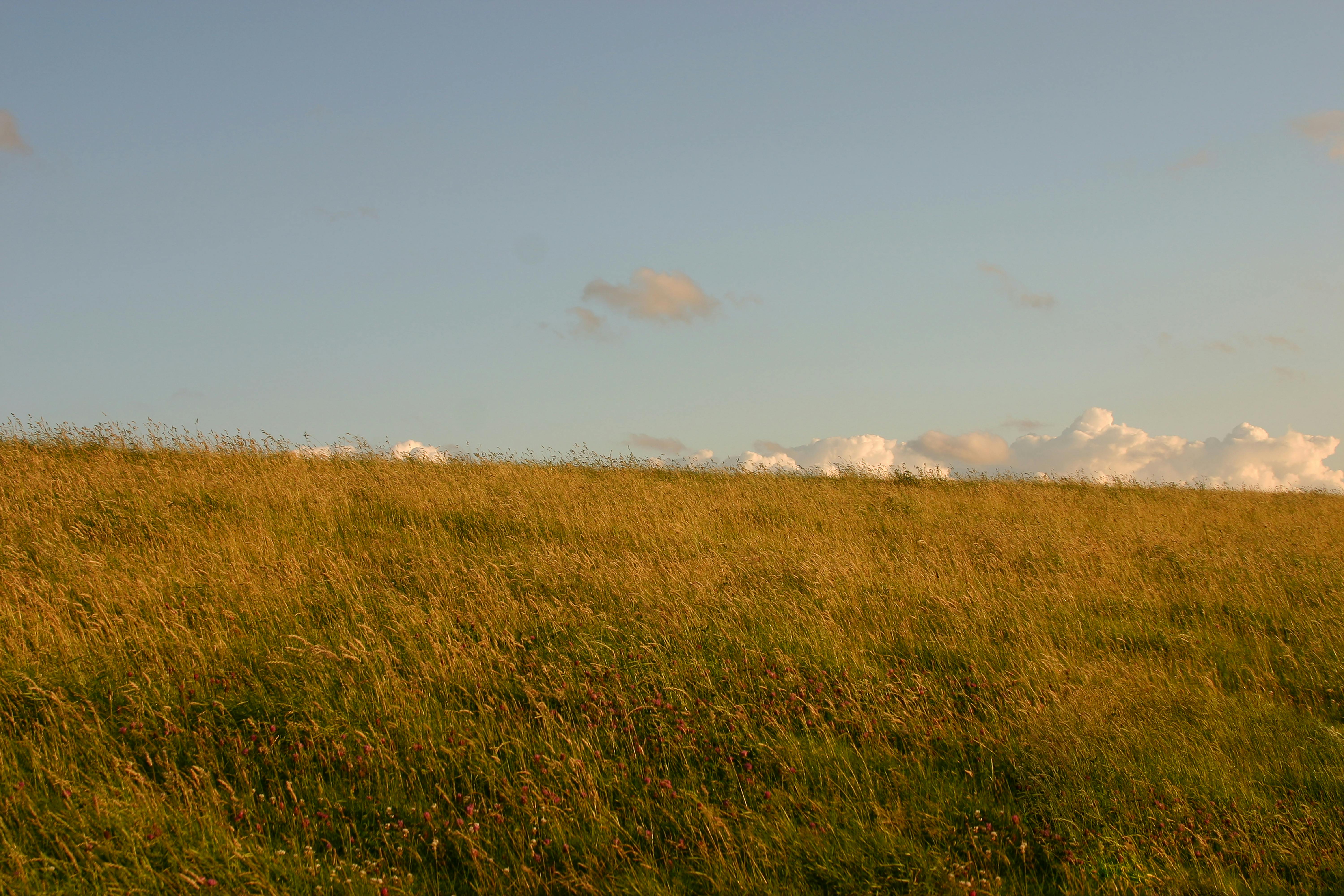 Kostenlos Friedliche Landschaft mit einer goldenen Wiese unter einem klaren blauen Himmel und vereinzelten Wolken. Stock-Foto
