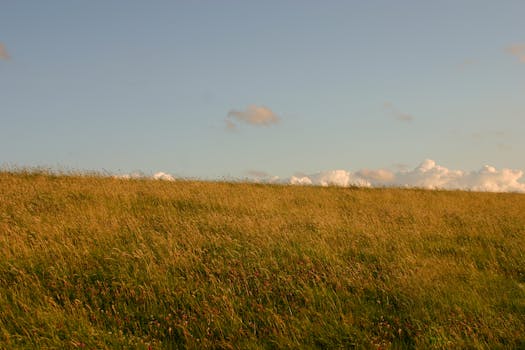Peaceful landscape with a golden grass field beneath a clear blue sky and scattered clouds.