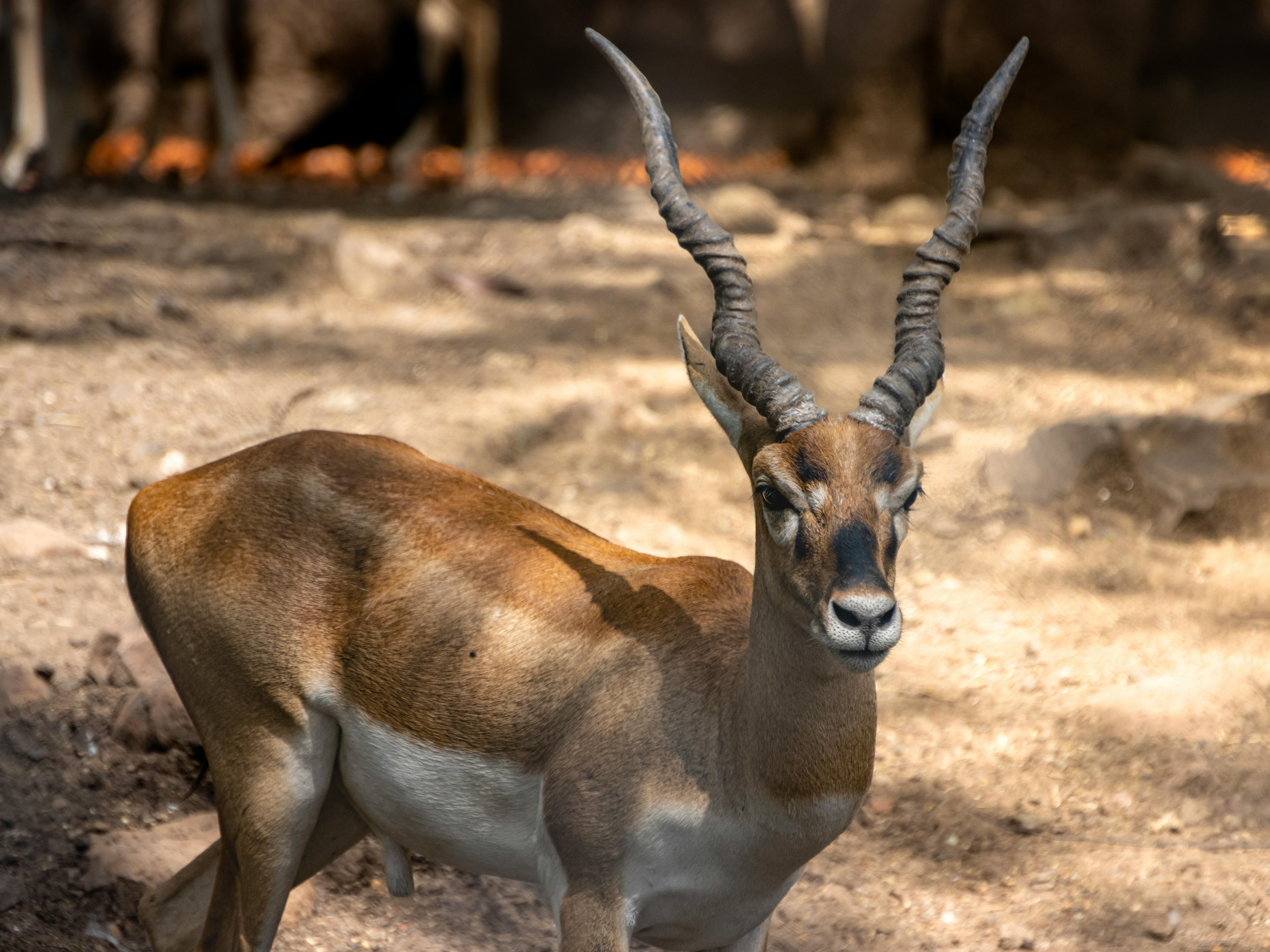 Gratuit Gros plan d'une antilope cervicapre aux cornes remarquables dans son habitat naturel. Photos
