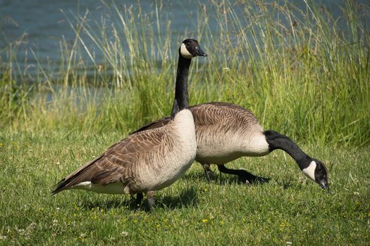 Two Canadian geese foraging in a green meadow near a lake in Karlsruhe, Germany.