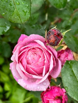 Close-up of a vibrant pink rose covered in morning dew surrounded by lush green foliage.