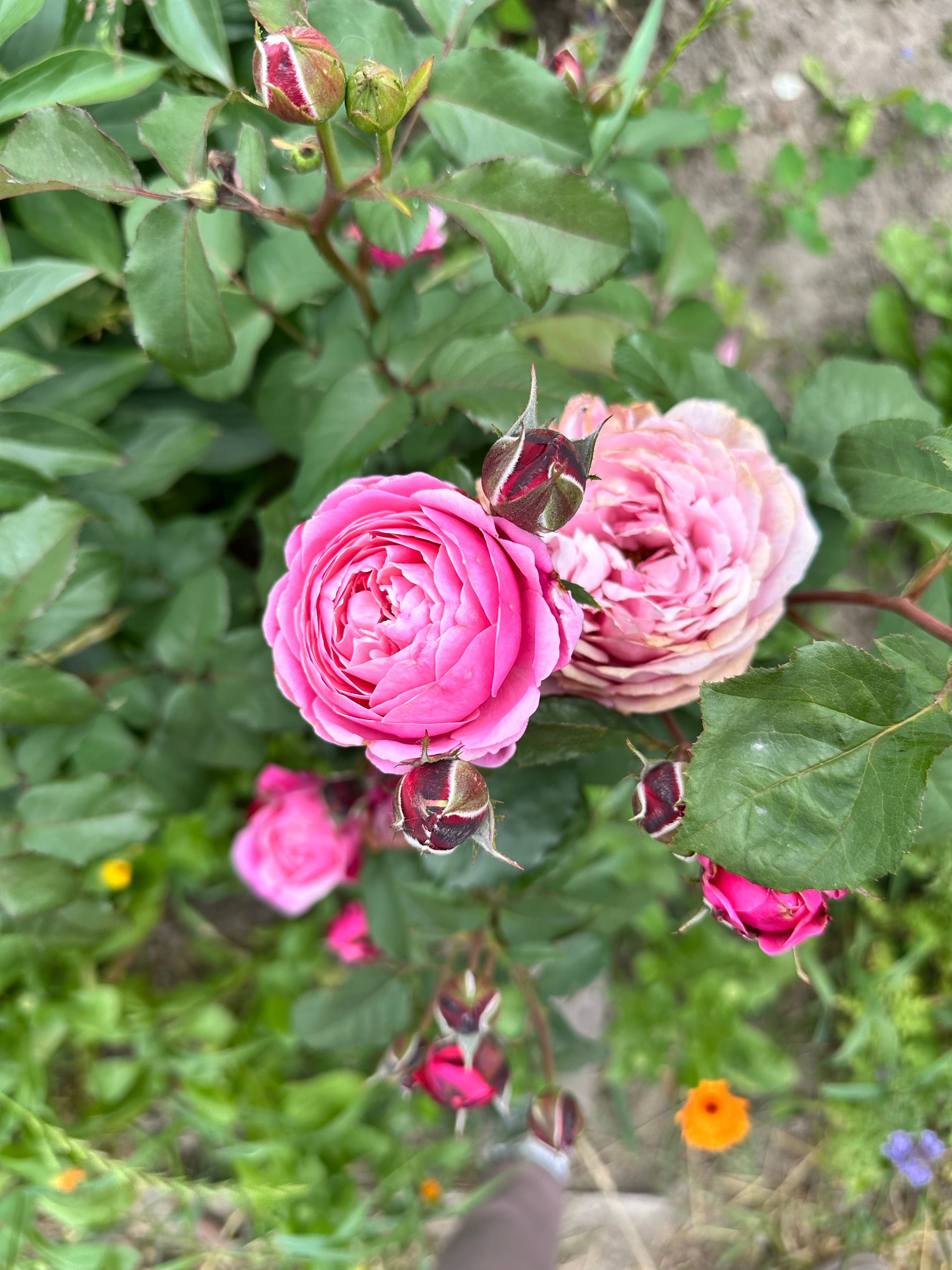 Landscape With Pink Rose Photos, Download The BEST Free Landscape With ...