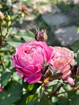 Close-up of a vibrant pink rose in bloom surrounded by buds in a garden setting.