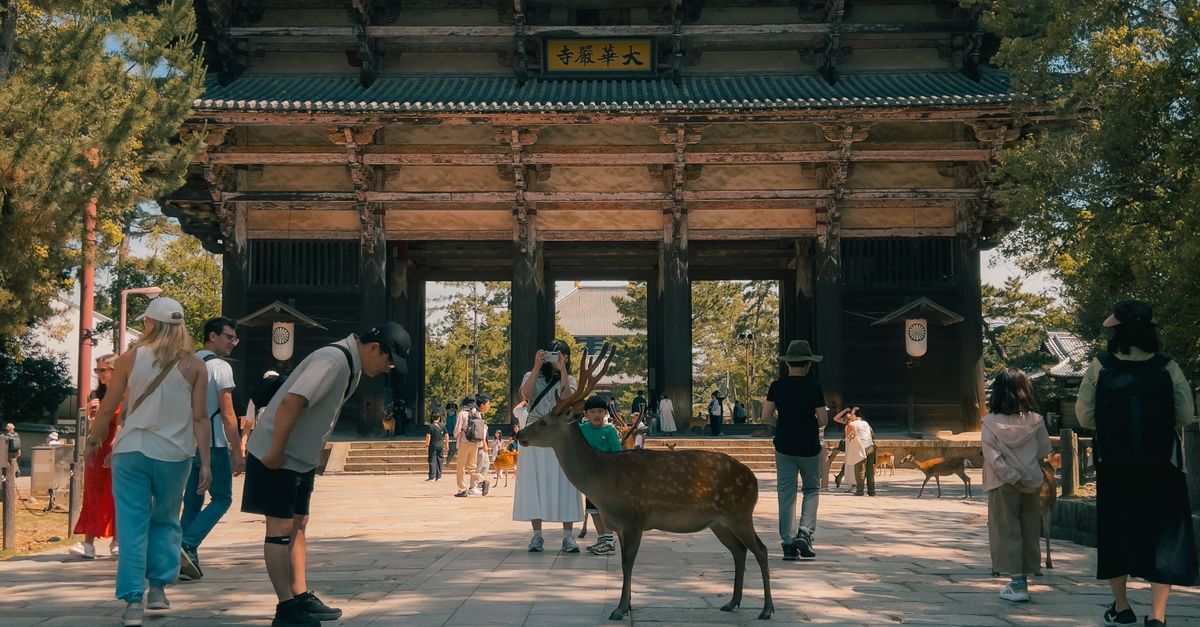 Nara 2026 Guide: Ancient Temples and Friendly Deer in Japan 10 A detailed portrait of a deer in Nara Park, showcasing its natural beauty and curious expression.