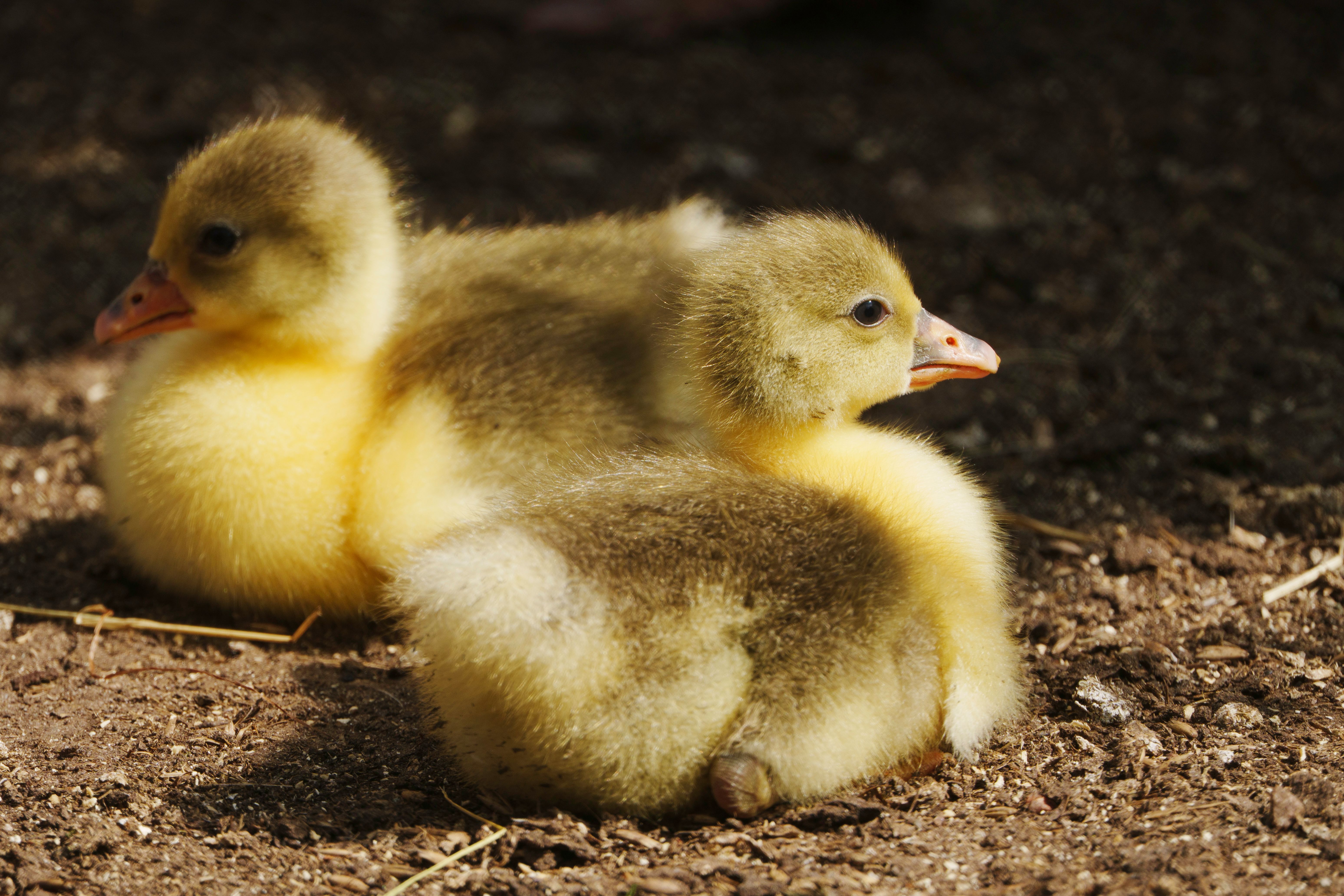 What is a bunch of baby geese called? - The Institute for Environmental ...