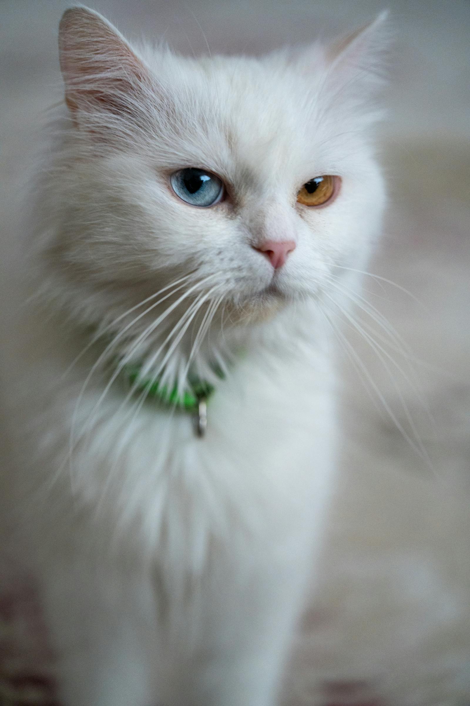 Cat Without Color Photos, Download The BEST Free Cat Without Color ...