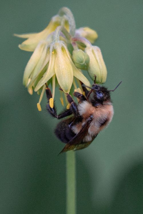 Free Close-up of a bee pollinating a yellow flower, showcasing natural beauty and ecological interaction. Stock Photo