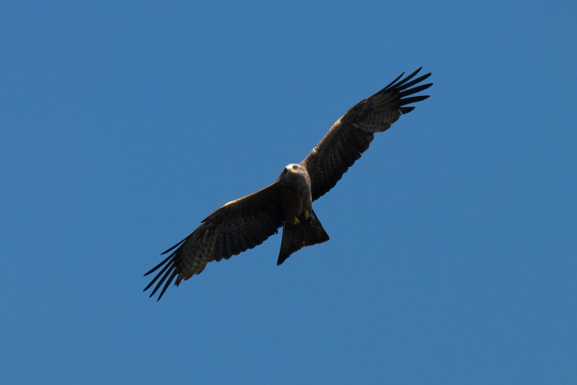 A magnificent bird of prey spreads its wings wide against a clear blue sky in Garešnica, Croatia.
