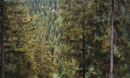 Gratis lagerfoto af efterår, efterårsfarver, natur