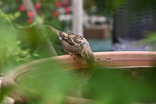 Free A sparrow takes a sip from a birdbath surrounded by lush garden foliage. Stock Photo