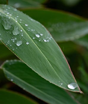 Macro shot of a green leaf adorned with fresh water droplets, showcasing nature's beauty.