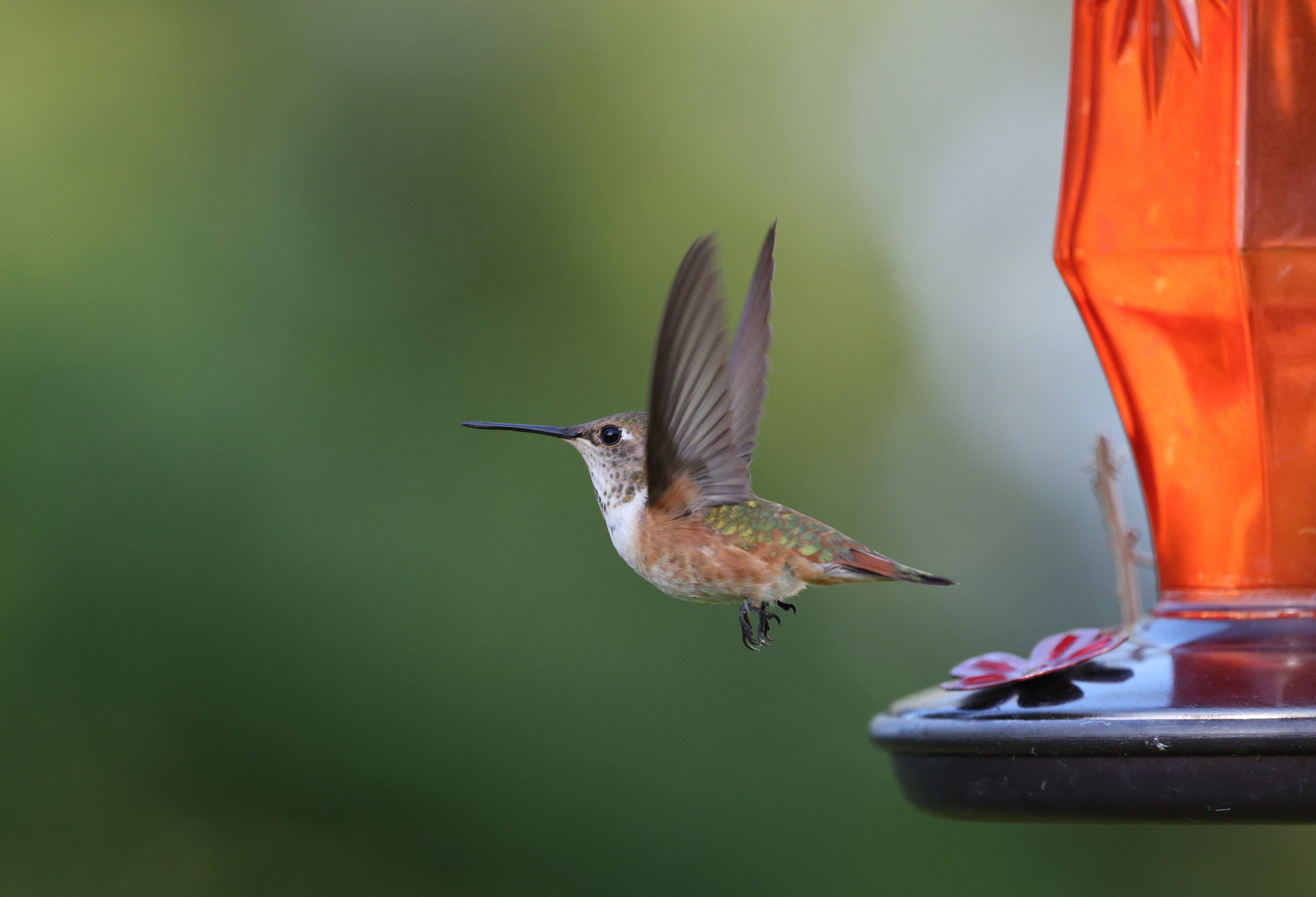 Colibrí Rufo Volando Sobre Un Fondo Verde · Foto de stock gratuita