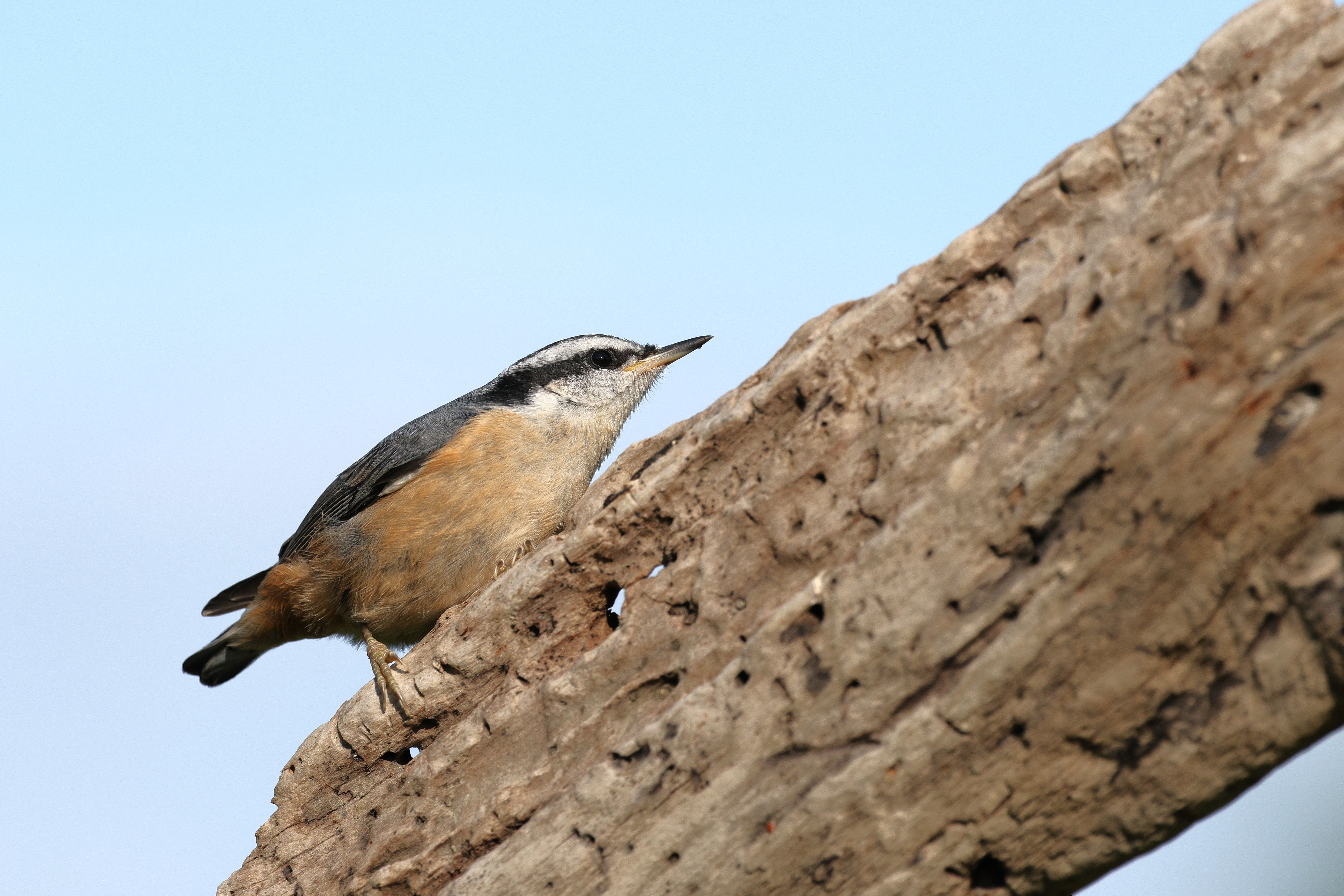 happened nuthatches