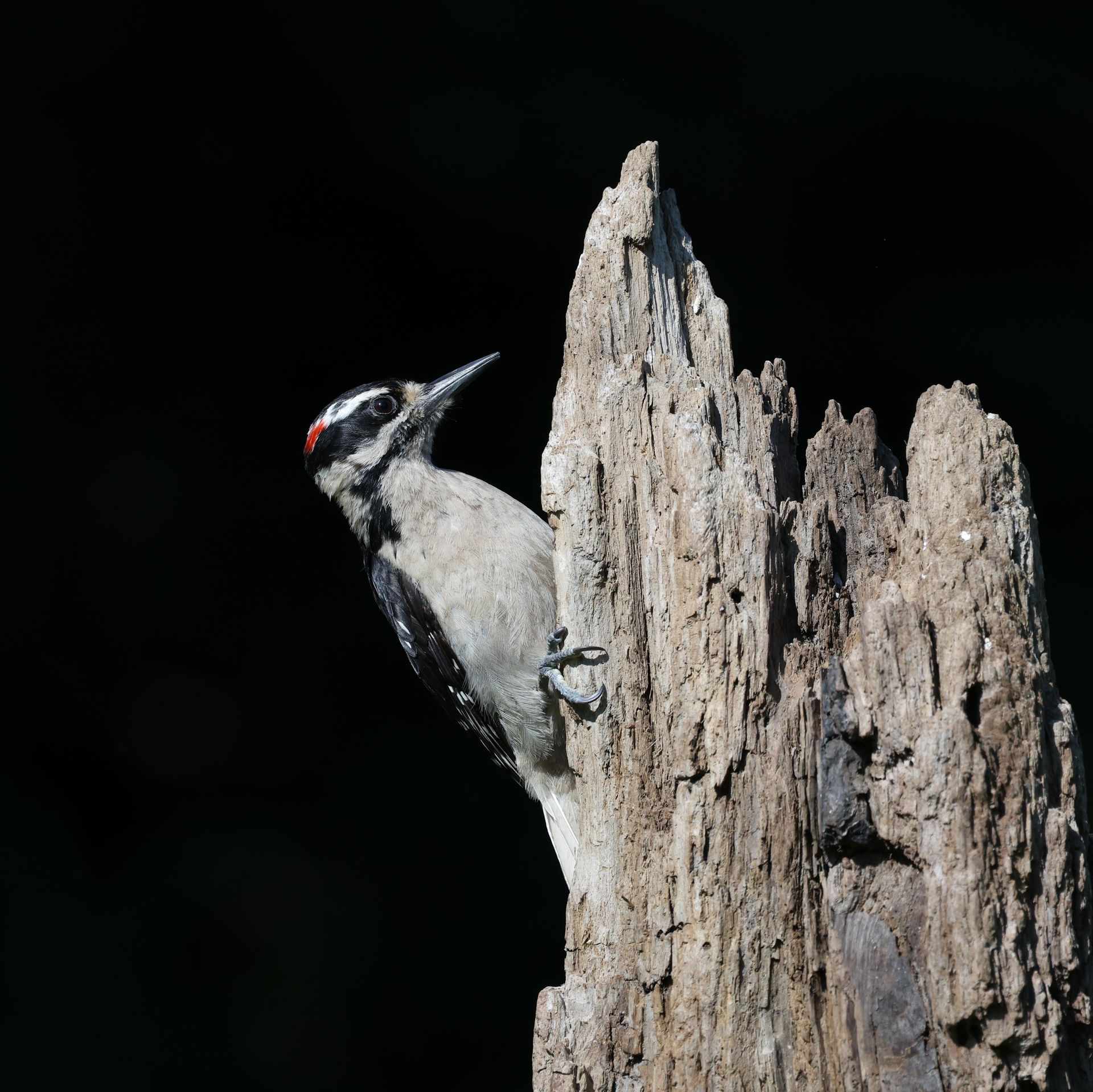 Hairy Woodpecker (Picoides villosus) on tree trunk. Captured outdoors in natural habitat.