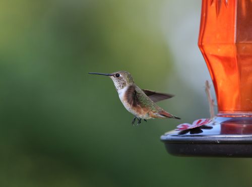 Free Rufous hummingbird in flight near orange feeder, showcasing vibrant plumage outdoors. Stock Photo