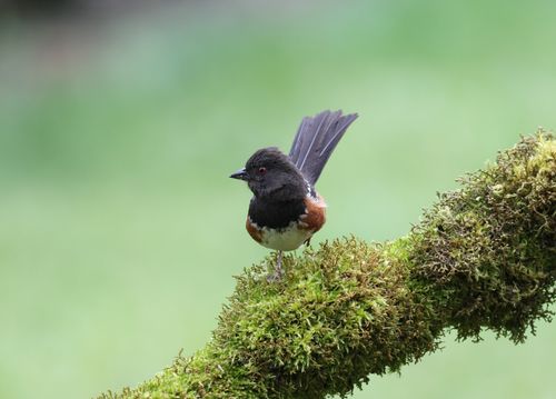 Free Eastern Towhee displaying colorful plumage on a lush moss-covered branch in an outdoor setting. Stock Photo