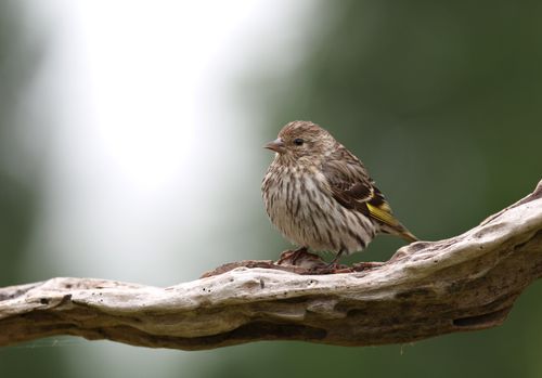 Free A pine siskin bird delicately perched on a branch against a blurred green background. Stock Photo