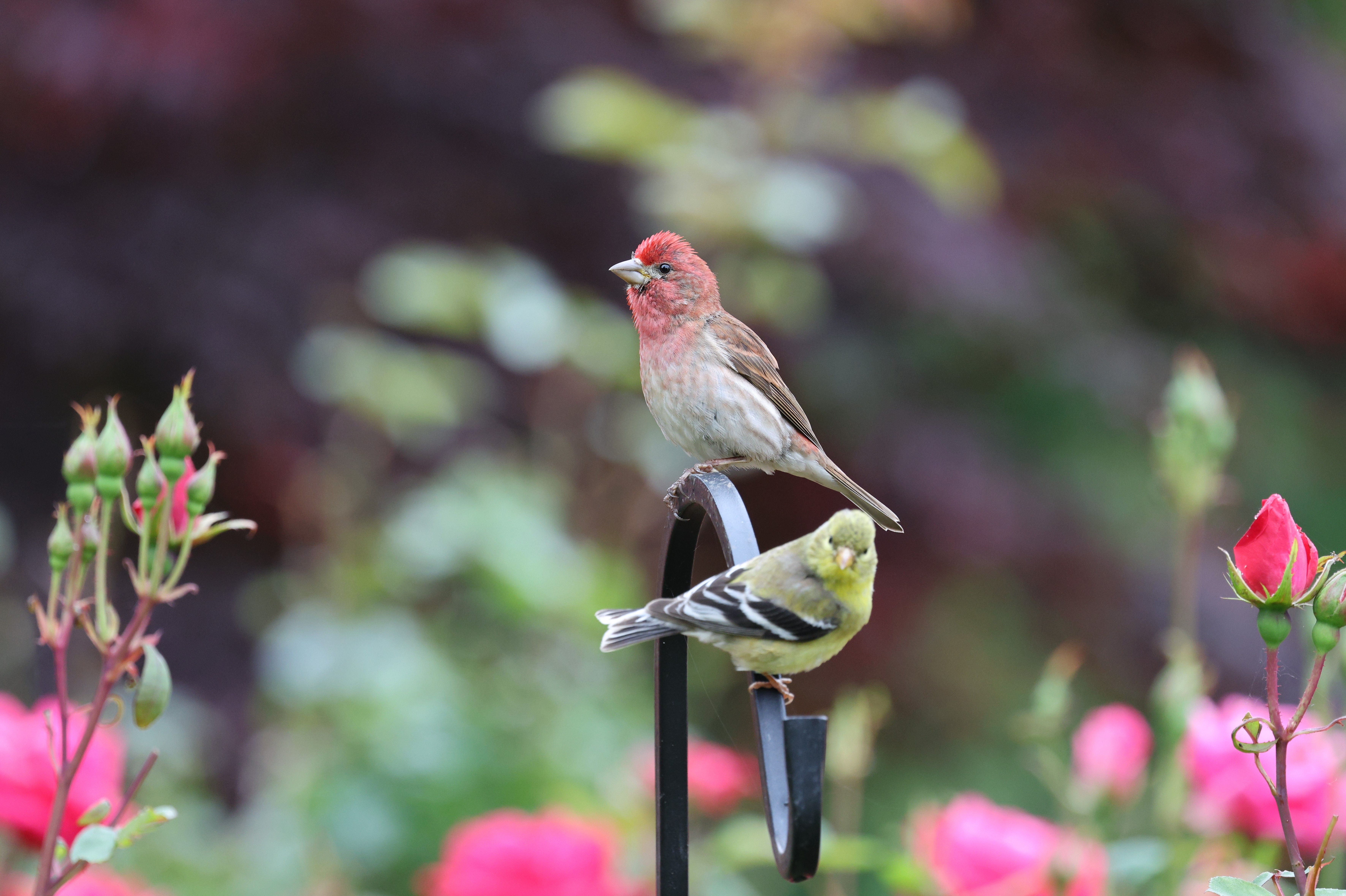 Common Reasons Birds Ignore Gardens