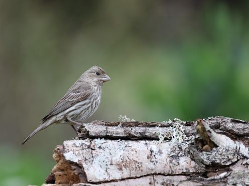 Free A house finch perches gracefully on a tree branch against a blurred green background, showcasing the beauty of wildlife. Stock Photo