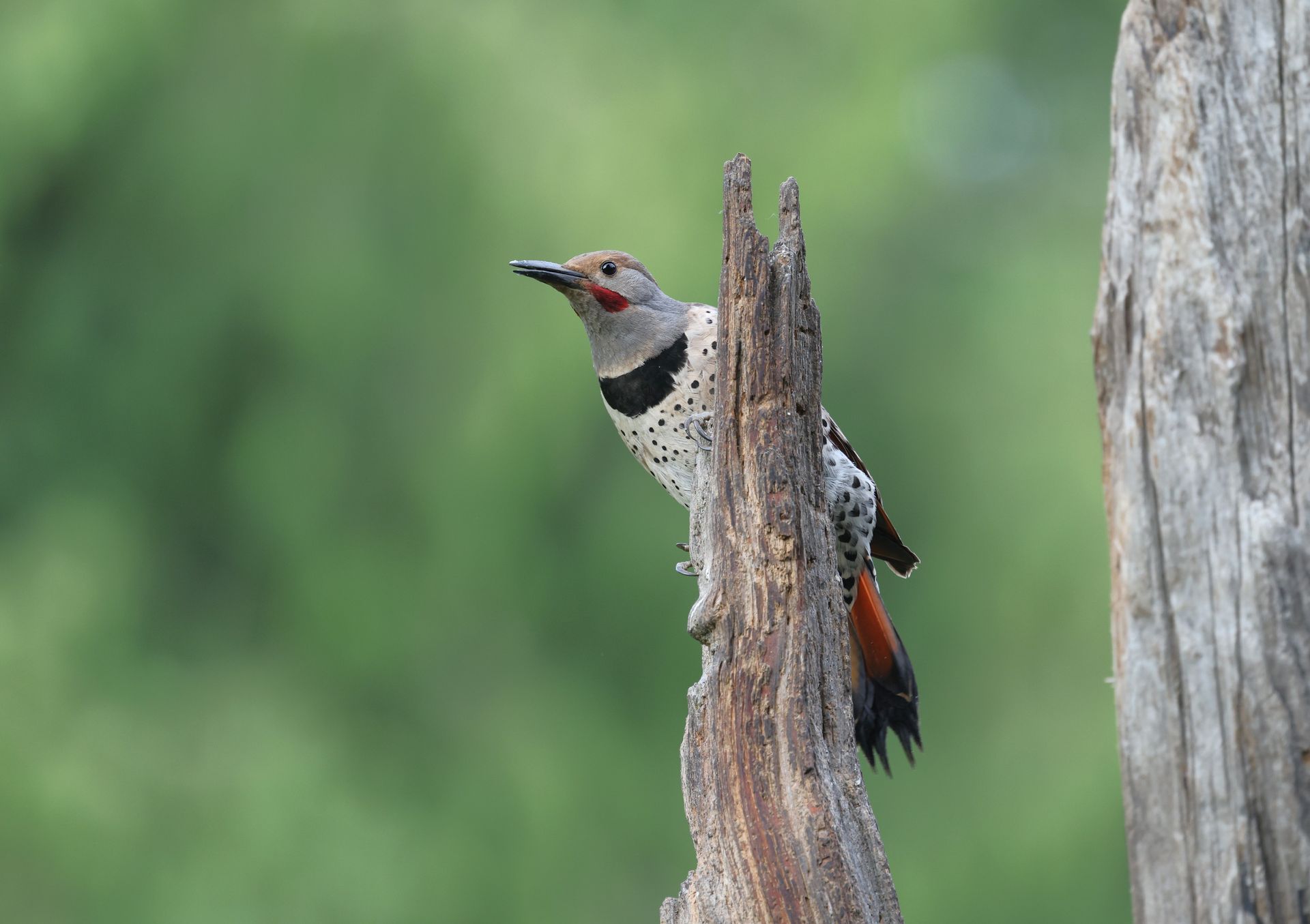 Close-up of a Northern Flicker perched on a tree trunk, highlighting its plumage and natural habitat.