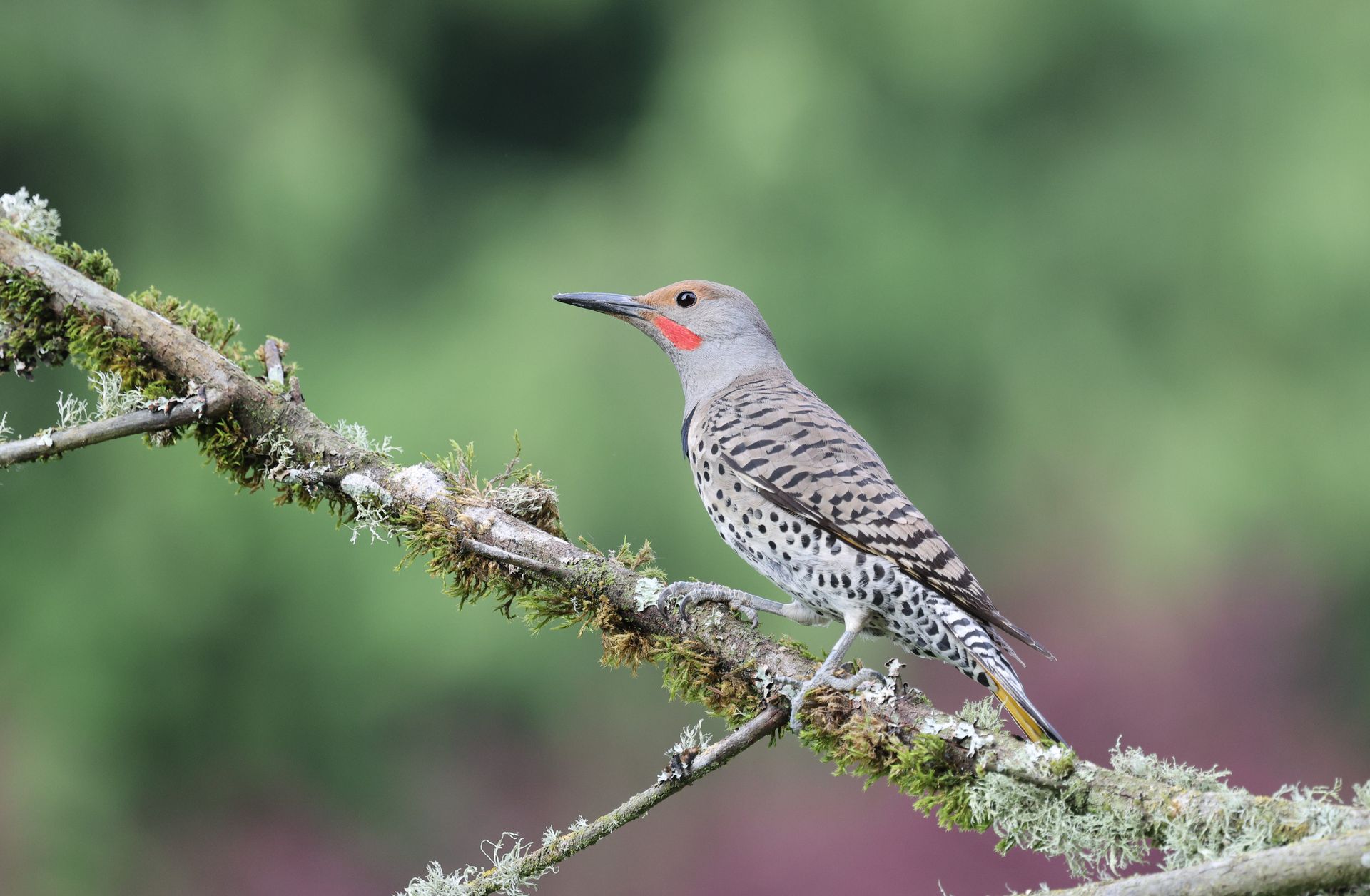 Northern Flicker woodpecker on a mossy branch, showcasing bright plumage in a spring scene.