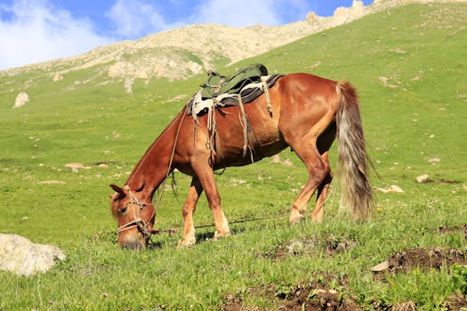 A saddled chestnut horse grazing on lush green mountain terrain under a clear blue sky.