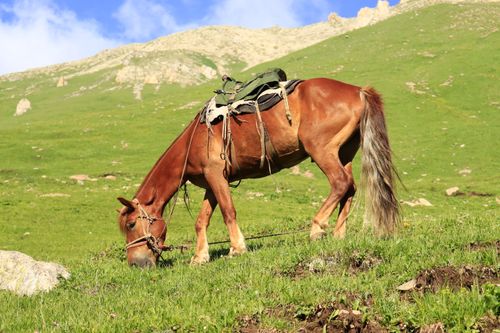 Free A saddled chestnut horse grazing on lush green mountain terrain under a clear blue sky. Stock Photo
