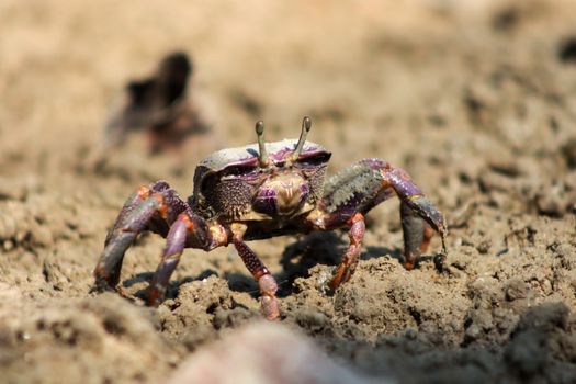 crab photo