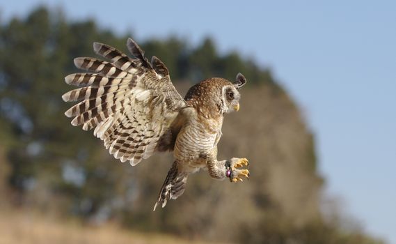 Captivating shot of an African Barred Owl (Strix woodfordii) mid-flight against a clear sky.
