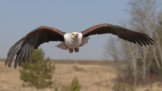 eagle photo