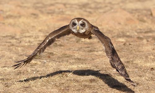 Free A striking African Barred Owl soaring low over a dry landscape, showcasing its majestic wingspan. Stock Photo