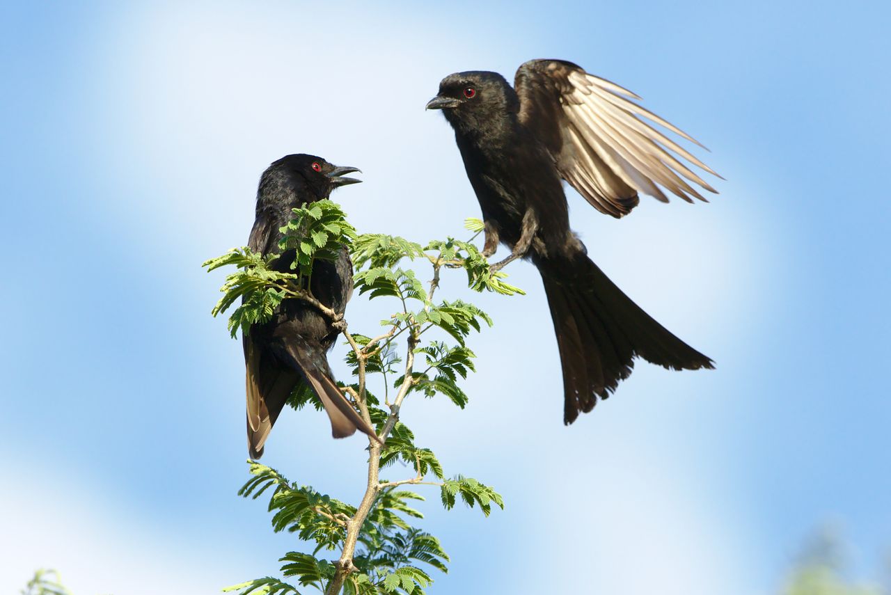 two fork tailed drongos interacting on a tree branch under a clear blu