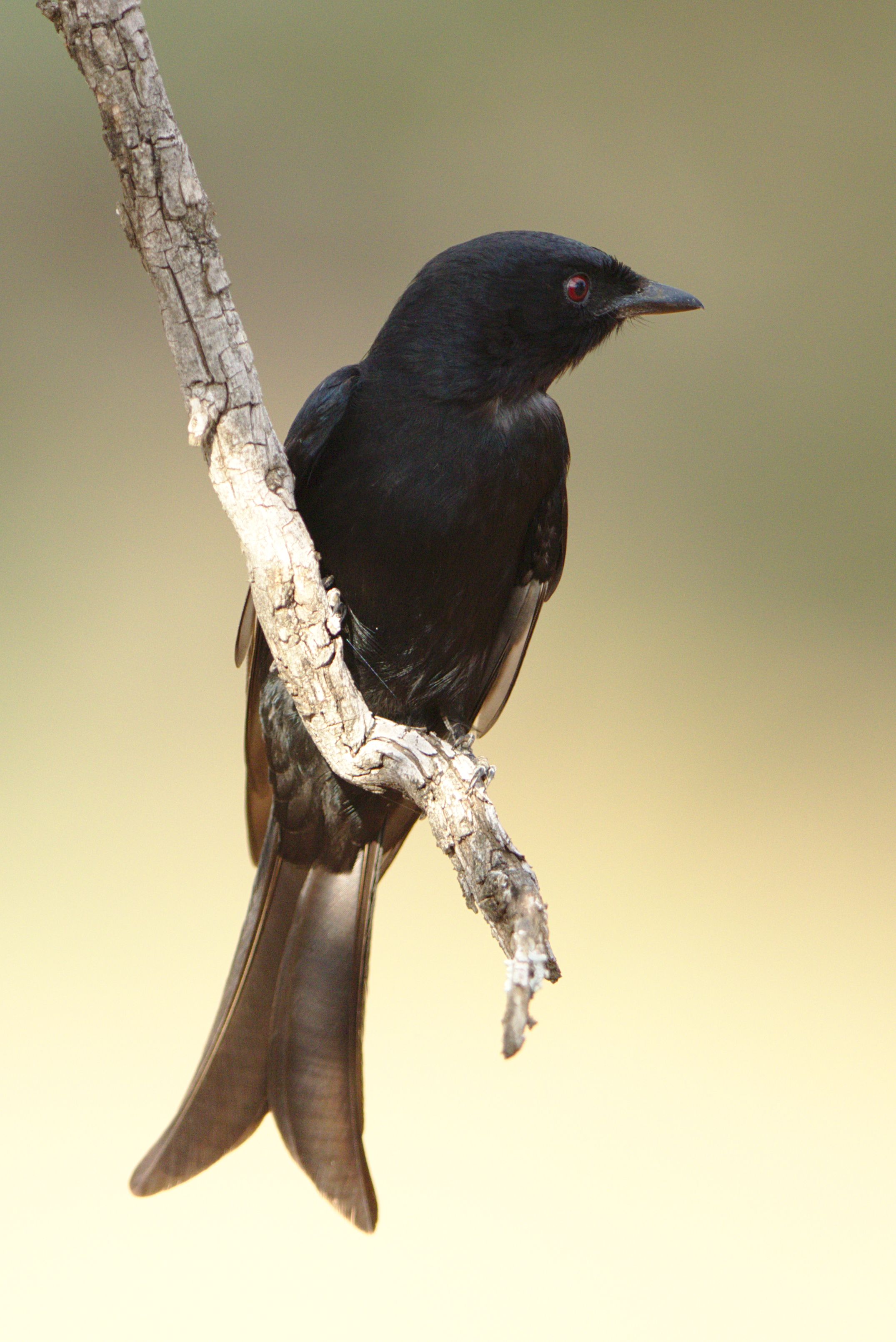 Fork-Tailed Drongo Perched on Branch in South Africa · Free Stock Photo