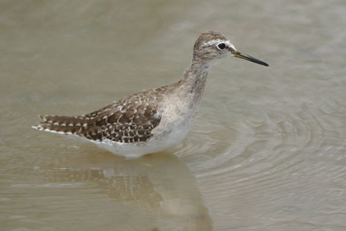 Free A close-up of a Wood Sandpiper wading in the waters of Mapungubwe National Park, South Africa. Stock Photo
