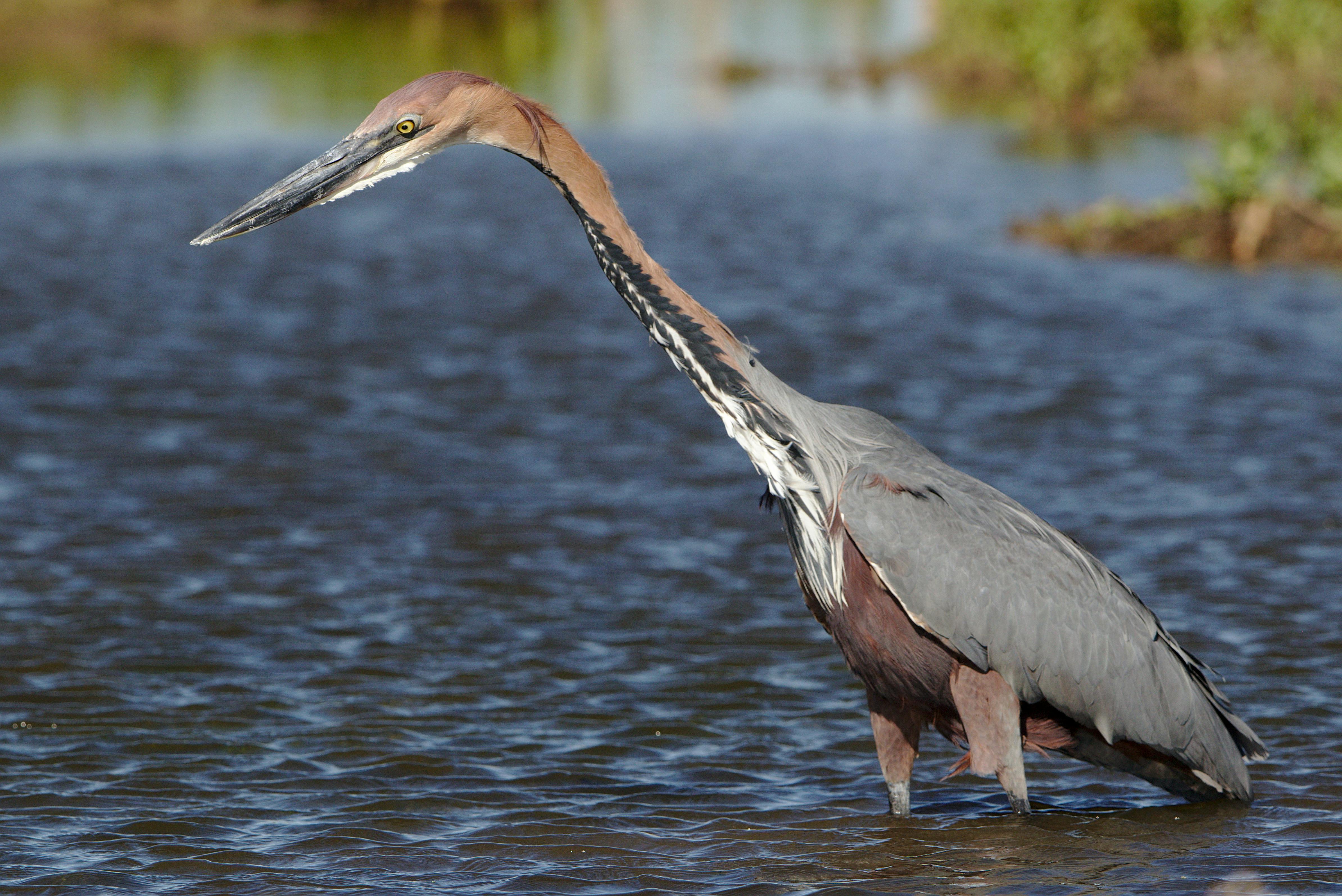 Goliath Heron (Ardea goliath) wading in South African wetland.