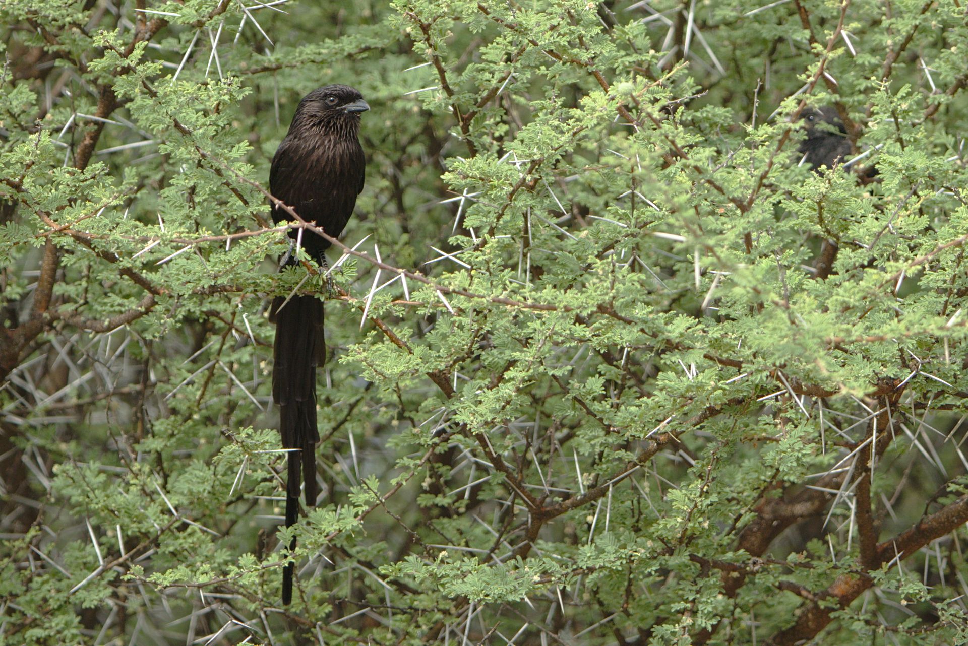 Magpie shrike perched amid spiny foliage in the wild, captured in Marakele National Park.